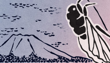 Illustration de l'article